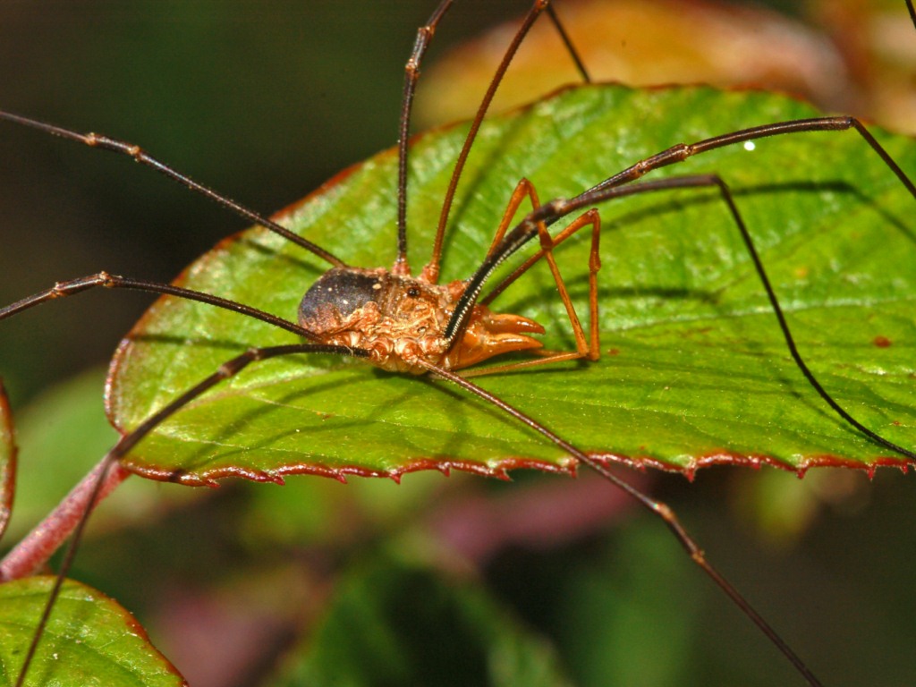 Phalangium opilio dal Piemonte (AL)